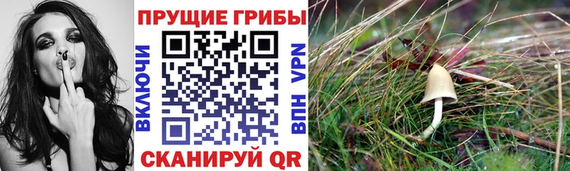 Галлюциногенные грибы Psilocybe  Орск 